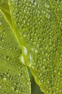 Green dew Stock Photos