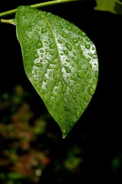 Green dew wet leaf Stock Photos