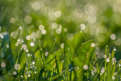 Green dewy grass Stock Photos