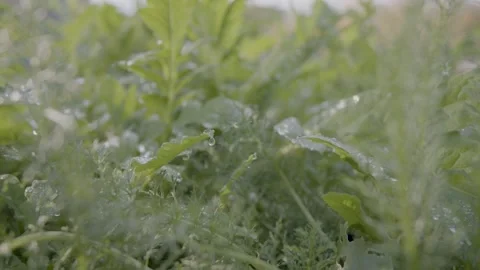 Green Dewy Plants Stock Footage 260277692