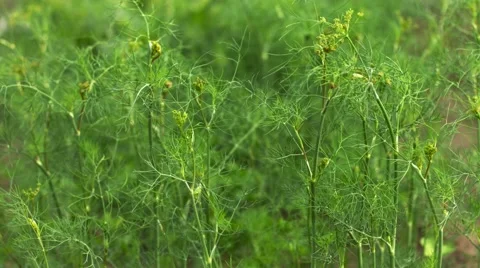Green dill on a bed in the garden Stock-Footage 42939057