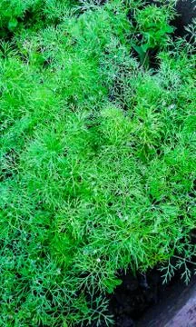 Green dill in the garden Stock Photos