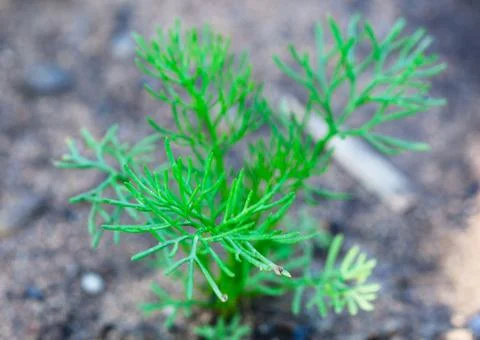 Green dill grows in the ground in summer Stock Photos