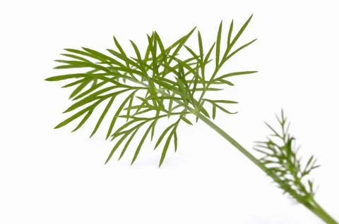 Green dill. macro Stock Photos