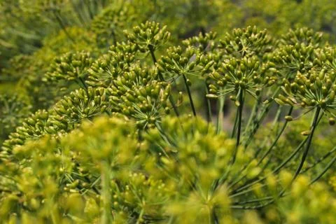 Green dill macro Stock Photos