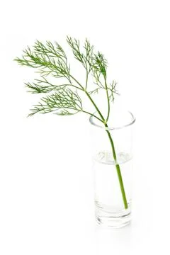 Green dill Stock Photos