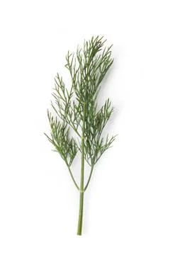Green dill Stock Photos