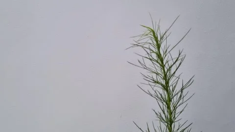 Green dill plant Video stock 337835646