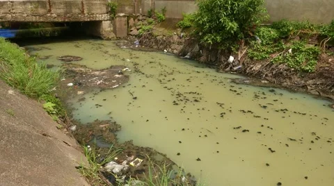 Green dirty flow, shit floating over raw sewage water stream Stock Footage 51557596