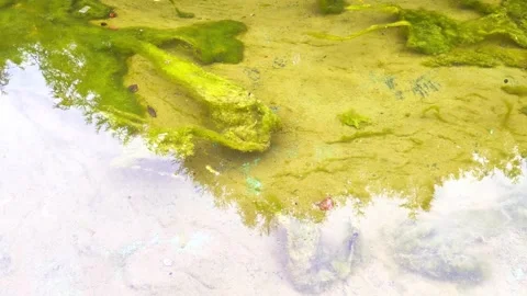 Green dirty water in which mud and algae float, background Stock-Footage 254064284