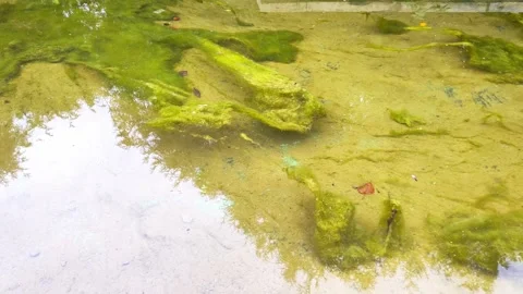 Green dirty water in which mud and algae float, background, texture Stock-Footage 255636375