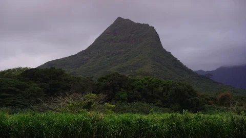 Green distinctive mountain peak, tropical trees and grasses foreground,plate Stock Footage 80508008