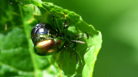 Green Dock Beetle pair during copulation, Gastrophysa viridula 스톡 동영상 147841700