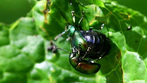 Green Dock Beetle pair during copulation, Gastrophysa viridula Stock-Footage 147841966