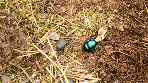 Green dor beetle crawls on ground in forest out of frame Stock Footage 56771040