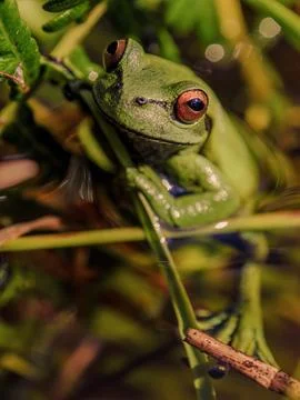 A green dotted treefrog in a pond, resting on some grass straws looking at th Foto stock