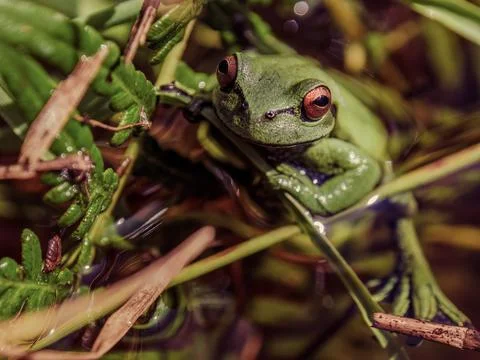 A green dotted treefrog in a pond, resting on some grass straws looking at th Foto stock