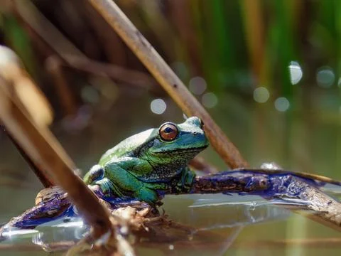 A green dotted treefrog rests on a twig in a pond , at the morning, in a farm Stock Photos