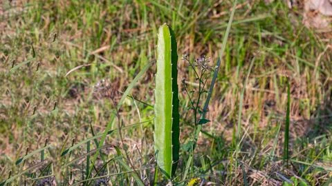 Green dragon fruit cactus stem grows amidst wild grass in field. Stock Photos
