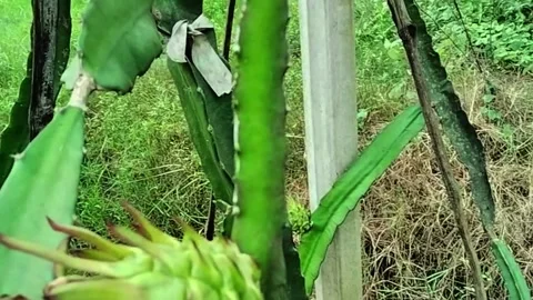 Green dragon fruit developing on a cactus branch in lush tropical foliage Stock Footage 319328929