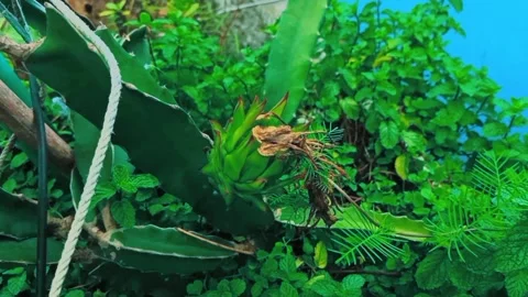 Green dragon fruit on dragon tree Stock Footage 282305547