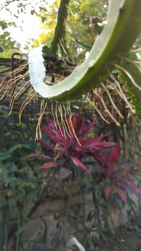 Green dragon fruit hangs low, its spiky skin glistening Stock Footage 331976638