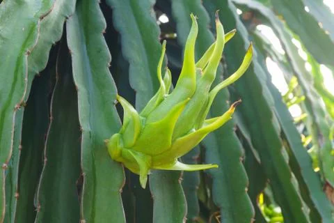 Green dragon fruit Stock Photos