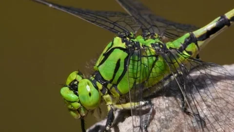Green Dragonfly Closeup Nature. Stock Footage 306335593