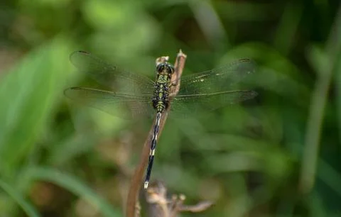 Green Dragonfly in a dead tree shield Stock Photos