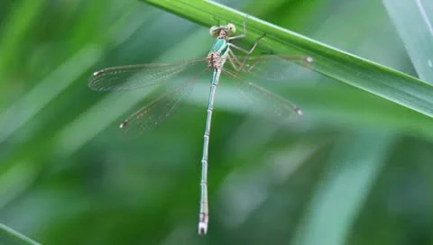 Green dragonfly Video stock 11263425
