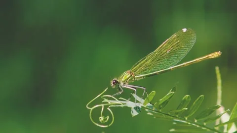 Green dragonfly Stock Footage 220104862