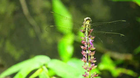 Green dragonfly Stock Footage 270045502