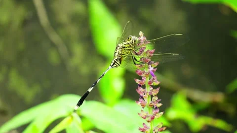 Green dragonfly Stock Footage 270049221