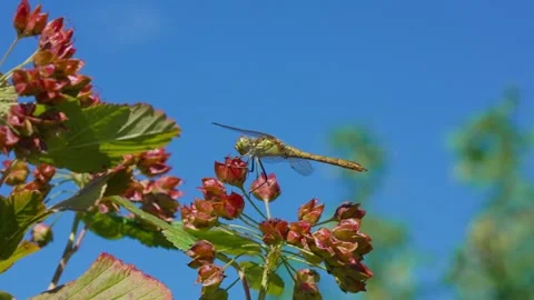 Green dragonfly Stockbeeldmateriaal 323444418