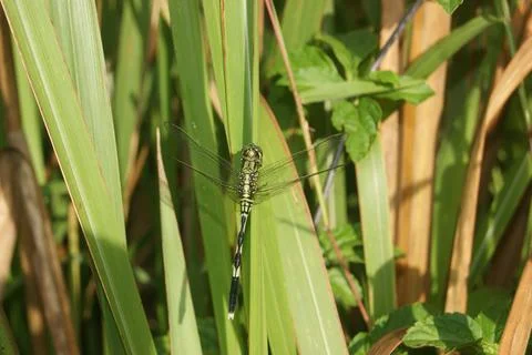 Green Dragonfly on Grass Stock Photos