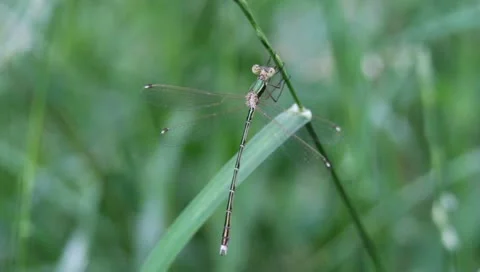 Green dragonfly hanging Stock-Footage 11263427