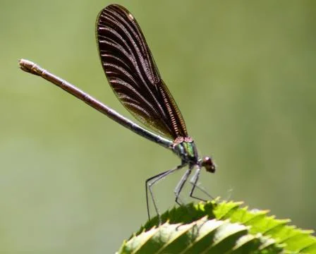 Green dragonfly on a leaf- the beutiful mini world of insects Stock Photos