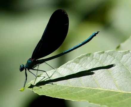 Green dragonfly on a leaf- the beutiful mini world of insects Stock Photos