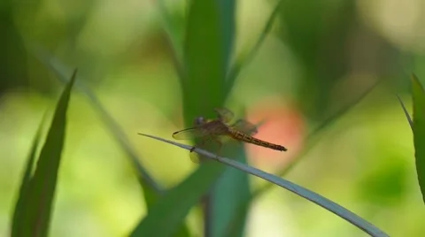 Green Dragonfly On Leaf Stock-Footage 47755704