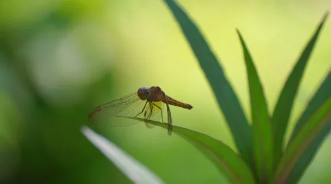 Green Dragonfly On Leaf 스톡 동영상 47755759