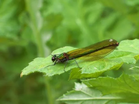 Green dragonfly on leaf Stock Photos