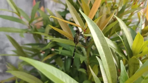 A Green Dragonfly on The Leaves Stock Footage 311490418