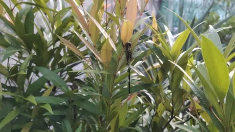 A Green Dragonfly on The Leaves Stock Footage 311490419
