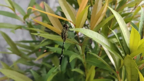 A Green Dragonfly on The Leaves Stock Footage 311490420