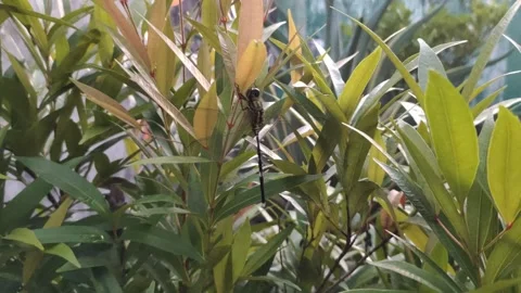 A Green Dragonfly on The Leaves Stock Footage 311490421