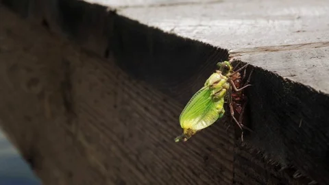 Green Dragonfly Metamorphosis from Nymph to Adult Time Lapse Stock Footage