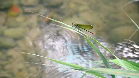 Green dragonfly in the middle of a river Vidéo 152649166