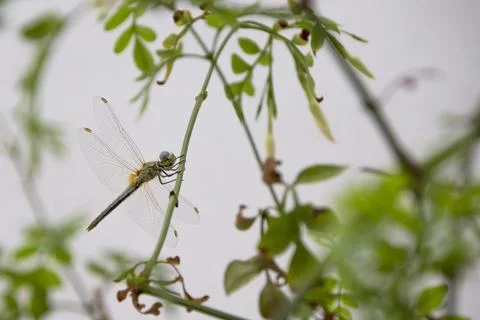 Green dragonfly over a plant Stock Photos