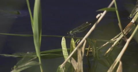 Green dragonfly over the river, sunny day, 4K slomo Stock Footage 222023012