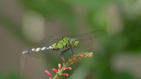 Green Dragonfly Perched on Red Flower Stem, 4K Macro Wildlife Footage Stock Footage 342654206